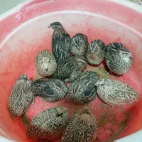 بلدرچین محلی