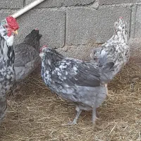 جوجه گلین، برهما لایت و ویاندوت|حیوانات مزرعه|خمینی‌شهر, |دیوار