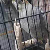 یک جفت عروس هلندی دستی|پرنده|تربت جام, میان جام|دیوار