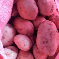 بذر جدید سایتا بذری وخواراکی عالی