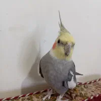 عروس هلندی نر رام|پرنده|سنندج, |دیوار