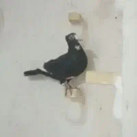 کبوتر نر