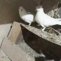 یه جفت کفتر نر و ماده|پرنده|کبودرآهنگ, |دیوار