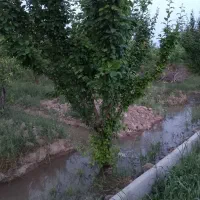 باغ|فروش دفتر صنعتی، کشاورزی، تجاری|اسلامشهر, بهرام آباد|دیوار