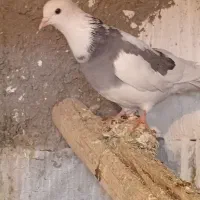 دوتاکفترگرفتنی|پرنده|همدان, |دیوار