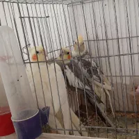 فروش عروس هلندی|پرنده|جوادآباد, |دیوار