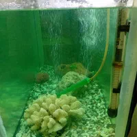 آکواریوم|ماهی|دزفول, |دیوار