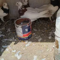 طوقی|پرنده|اصفهان, عاشق‌آباد|دیوار