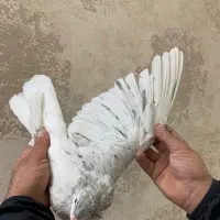 هفت رنگ|پرنده|سبزوار, ایزی شهر|دیوار