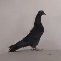 جوجه مخلفه ناجلد.زاغ و سرور و قلمکار