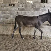 الاغ خر