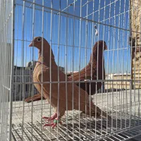 زرد سرخ کرمونی|پرنده|مشهد, شهید آوینی|دیوار