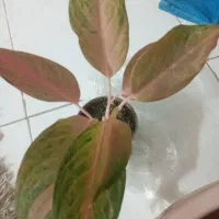 انواع آگلونما