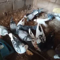 کفتر آلمانی ورنگه|پرنده|سلیمان, |دیوار