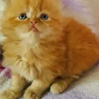 گربه نژادداراصیل