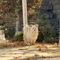 یک جفت سگ اشپیتز نر و ماده