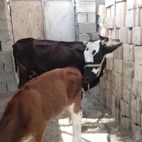 گاو|حیوانات مزرعه|میناب, |دیوار