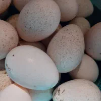 تخم بوقلمون