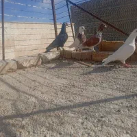 افشون|پرنده|اسفراین, |دیوار