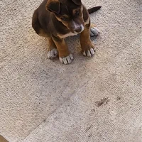 پیت بول مولوسر