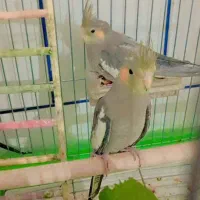 فروش عروس هلندی|پرنده|داراب, |دیوار