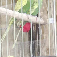 مرغ عشق انگلیسی مولد