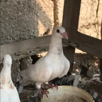 کبوتر هومر  دورگ سفید معاوضه با ماده سینه ایی|پرنده|اهواز, کیانشهر|دیوار