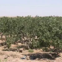 زمین پسته حسن اباد بافق
