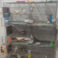 طوطی.عروس هلندی