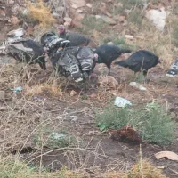 بوقلمون در شهرستان شوط|حیوانات مزرعه|ماکو, |دیوار