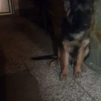 سگ ژرمن پنج ماهگی|سگ|کرمان, |دیوار