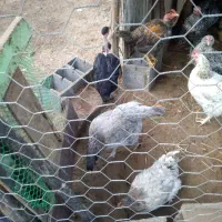 مرغ و خروس محلی|حیوانات مزرعه|چاف و چمخاله, |دیوار