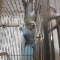 طوطی کوتوله رنگ خاص زینتی|پرنده|تبریز, |دیوار