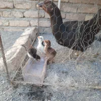 جوجه لاری و مرغ|حیوانات مزرعه|شهرآباد, |دیوار