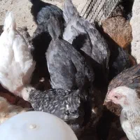 جوجه|حیوانات مزرعه|تیمور آباد, |دیوار