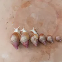 جوجه حلزون از کوچیک تا بزرگ