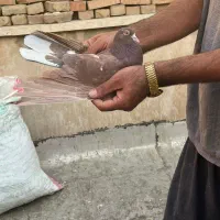 پرنده|پرنده|ری, علایین|دیوار