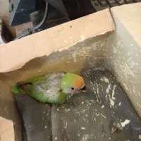 جوجه کوتوله سرلاکی