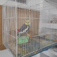 عروس هلندی با قفس