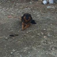 سگ ژرمن شپرد