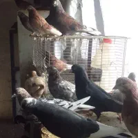 فروش یک گنجه کبوتر پرشی طلا زیر خاکی|پرنده|اشنویه, |دیوار