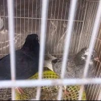 نروماده دم سفید