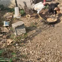 خروس محلی گردن لختی و دو عدد مرغ لاری|حیوانات مزرعه|کلاچای, |دیوار