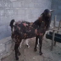 پازن تکاوری|حیوانات مزرعه|لامرد, |دیوار