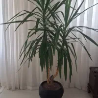 گل  زیبای یوکا