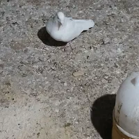 جفت سفید کرمونی|پرنده|چترود, |دیوار