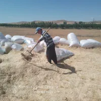 فروش کاه گندم آماده در گونی ۱۲۰ خلوار