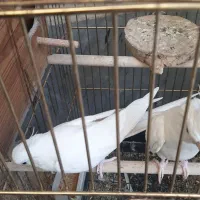 عروس هلندی آلبینو سالمو سرحال|پرنده|قرچک, فردیس|دیوار