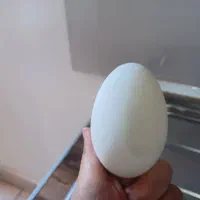 تخم مرغ گلین نطفه دار و تخم غاز