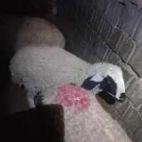 فروش دوعدد میش وبره